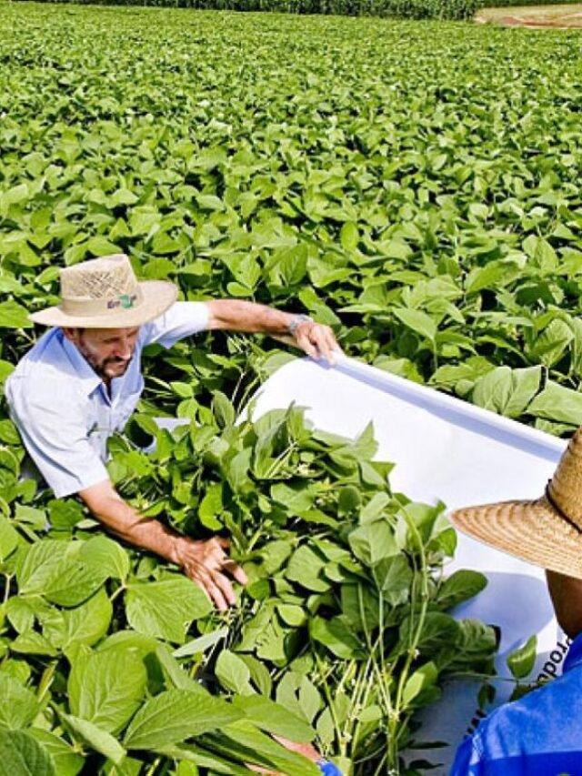 Manejo Integrado de Pragas: reduza custos no seu cultivo
