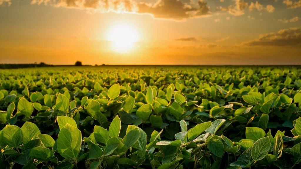 megafol ajuda no combate dos estresses climáticos nas plantações